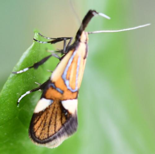 Alabonia geoffrella